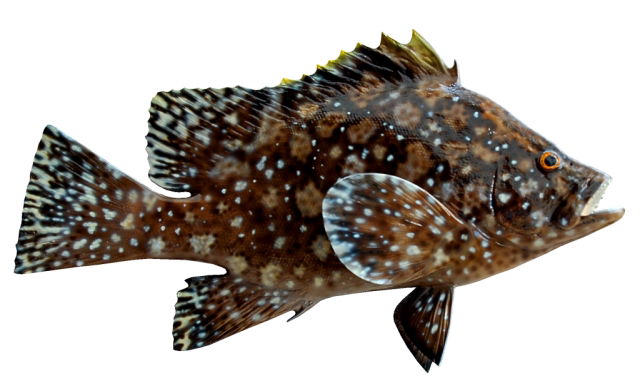 Marbled Grouper