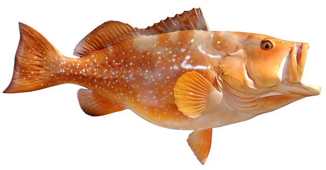 Red Grouper