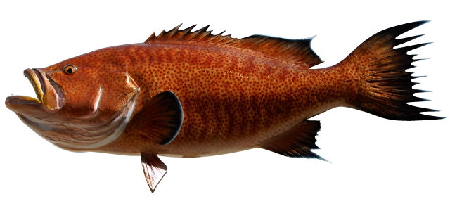 Scamp Grouper