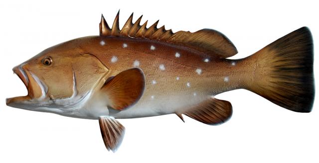 Snowy Grouper