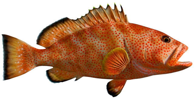 Strawberry Grouper