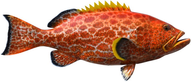 Yellowfin Grouper