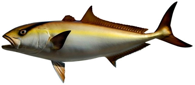 Greater Amberjacks