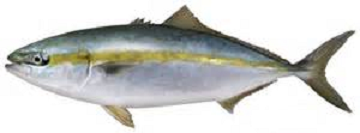 Japonese Amberjack