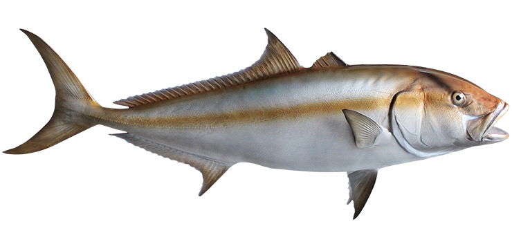 Lesser Amberjacks