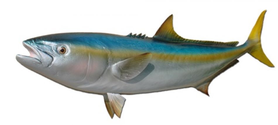 Yellowtail Amberjack