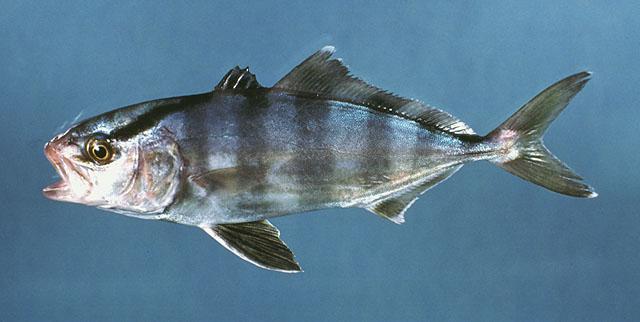 Banded Rudderfish