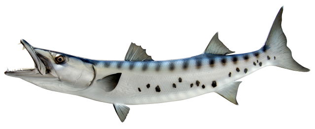 Great barracuda