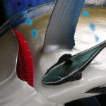 Flared Gills & Rakers