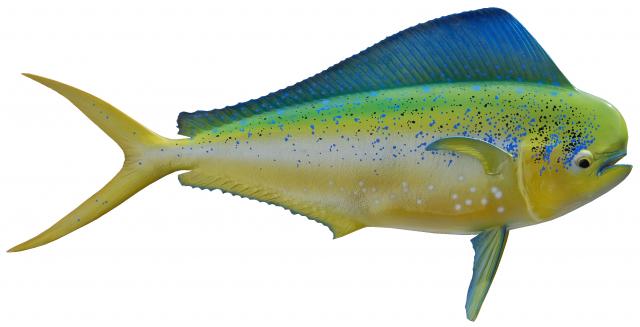 Pompano Dolphin