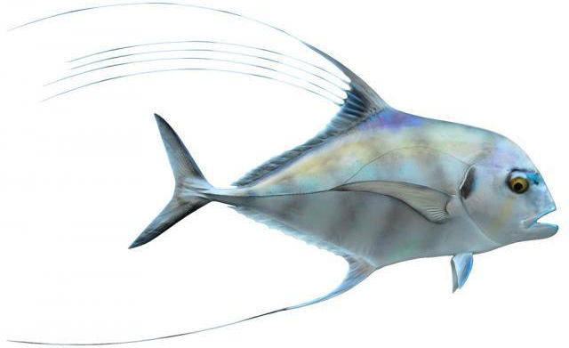 African Pompano Replica Mount