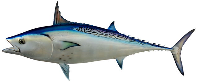 Florida Bonito