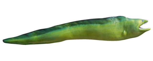 Eel, Moray