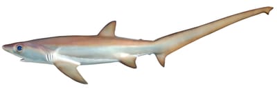 Thresher