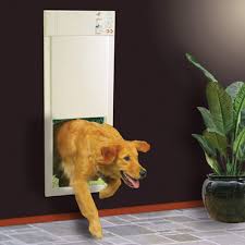 Benefits of Installing an Electric Dog Door