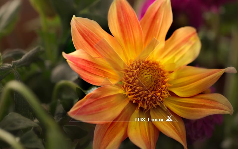 Herramientas MX: respaldo y systemback