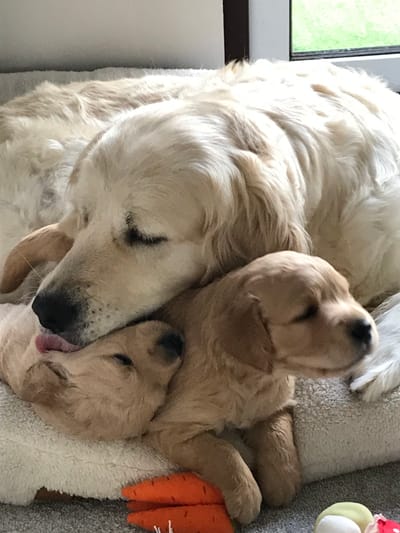 Previous litters image