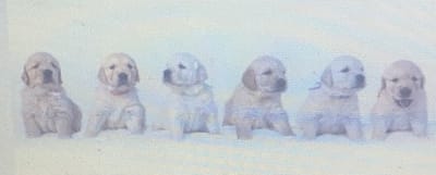 Previous litters image