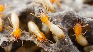 TERMITE EXTERMINATION