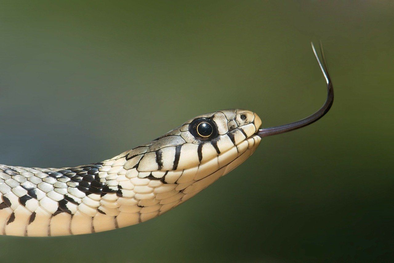 Identifying Snakes in Salt Lake City