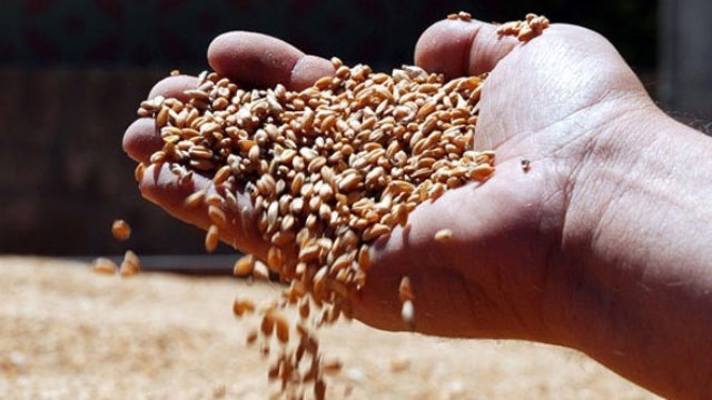 BESLENME MALİYETLERİ VE NE İLE BESLEMELİYİM?