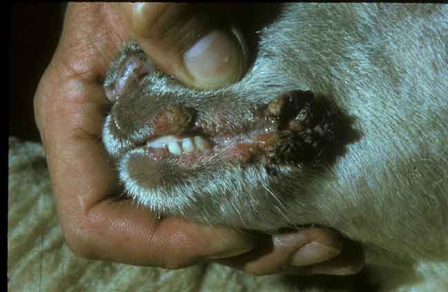 HASTALIKLAR NELERDİR?