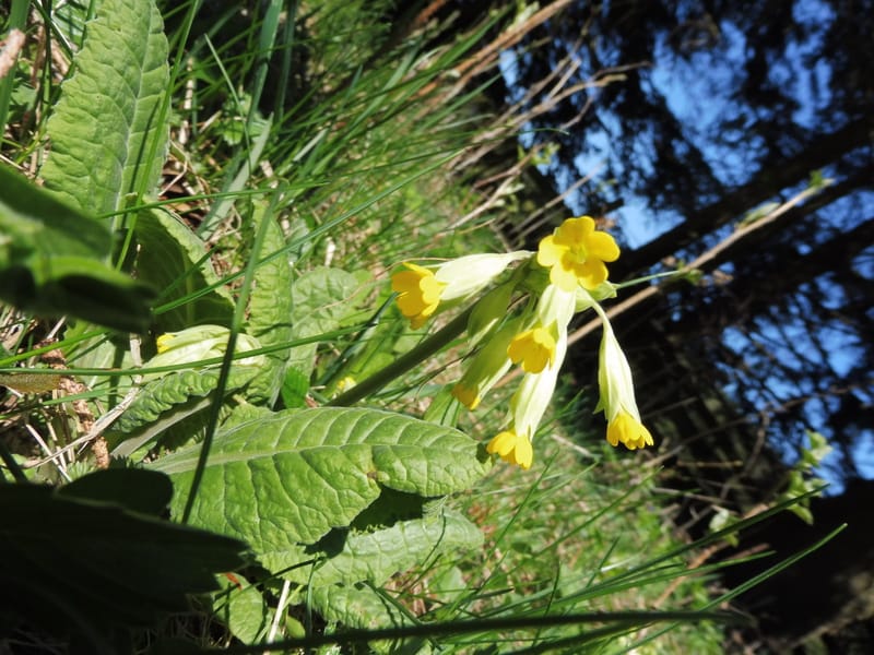 Schlüsselblume (echte)