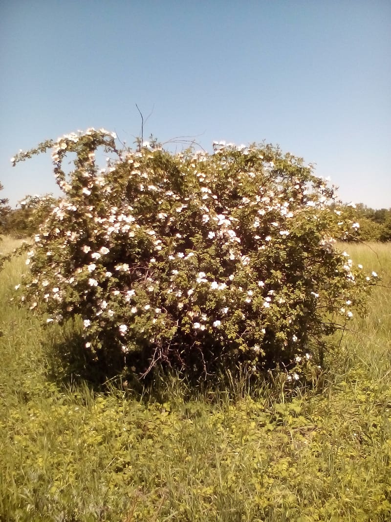 Wildrose/Hagebutte