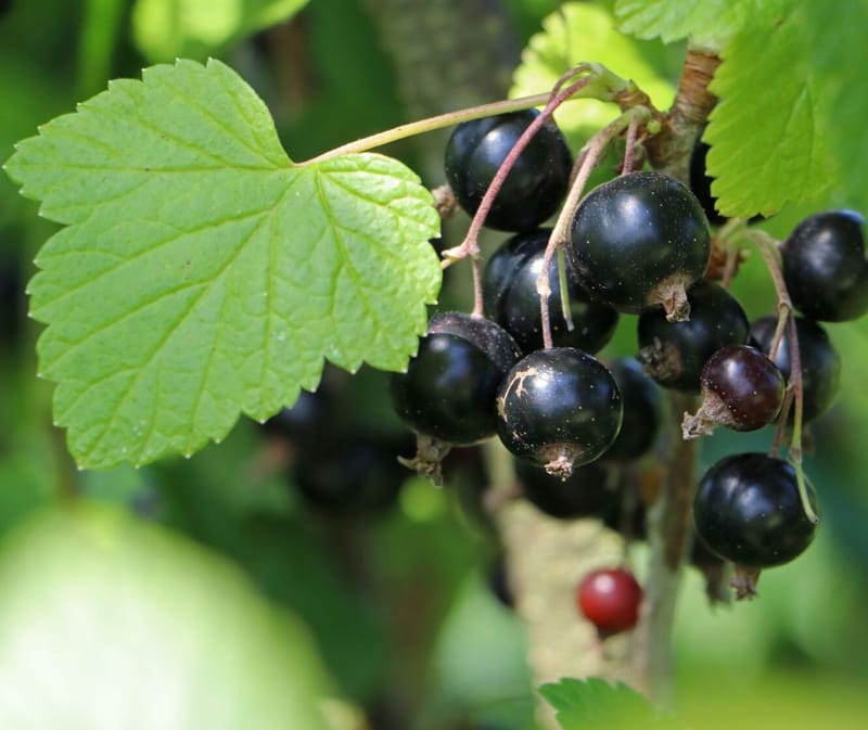 Schwarze Johannisbeere