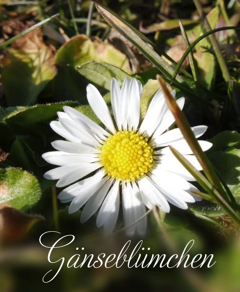 Gänseblümchen