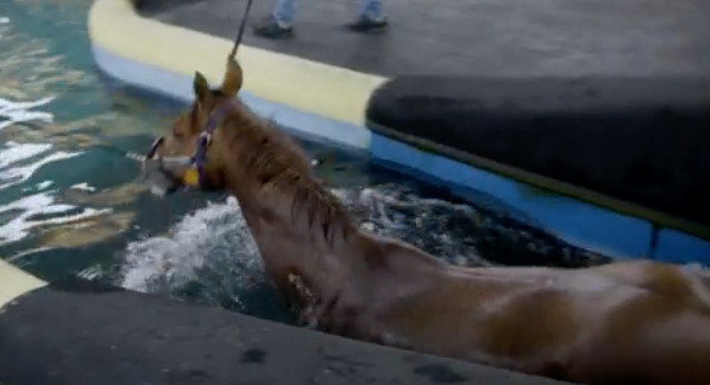 The Horse Comes First - Part 1