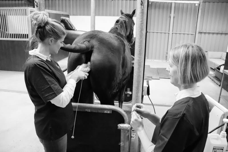 Stud Facilities - Eden Equine Fertility