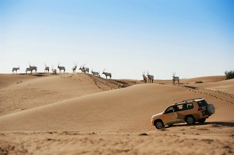 محمية دبي الصحراوية