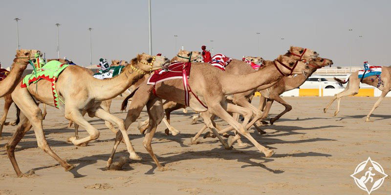 سباق الهجن