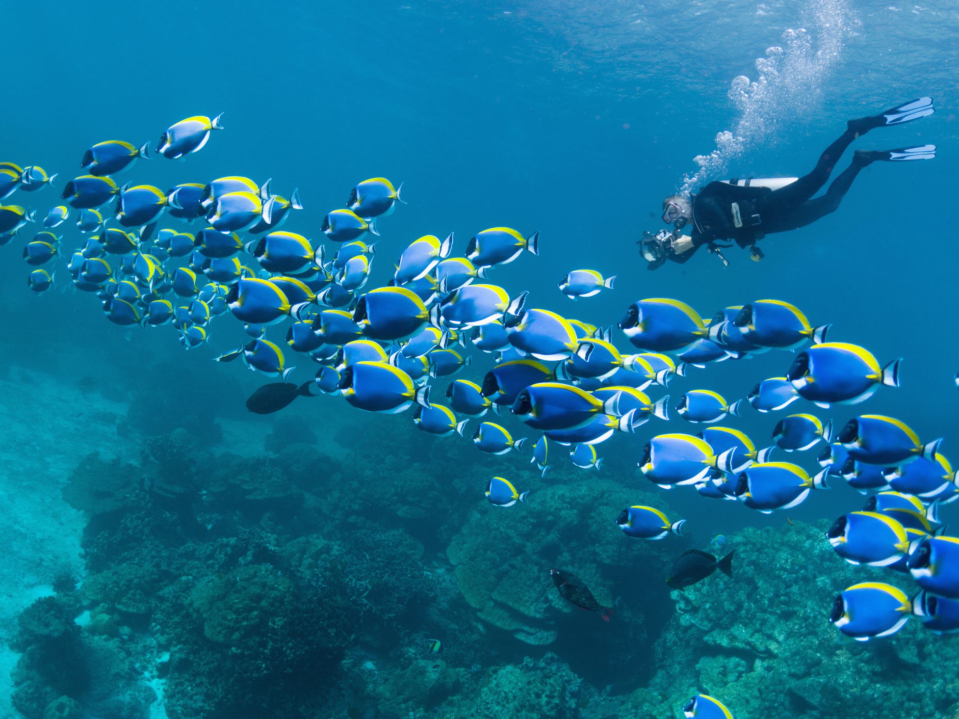 VR is being used by a marine biologist to save the world.