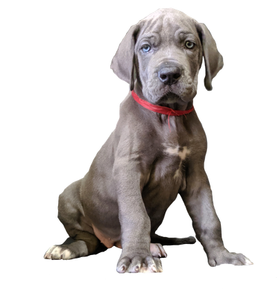 CRECIENDO SIN PARAR image