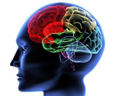Modelo tribuno de el cerebro
