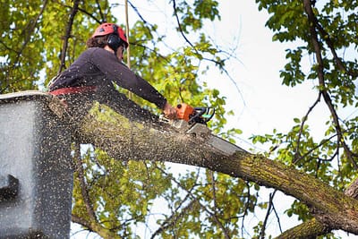 Facts about tree services and tree stump grinding  image