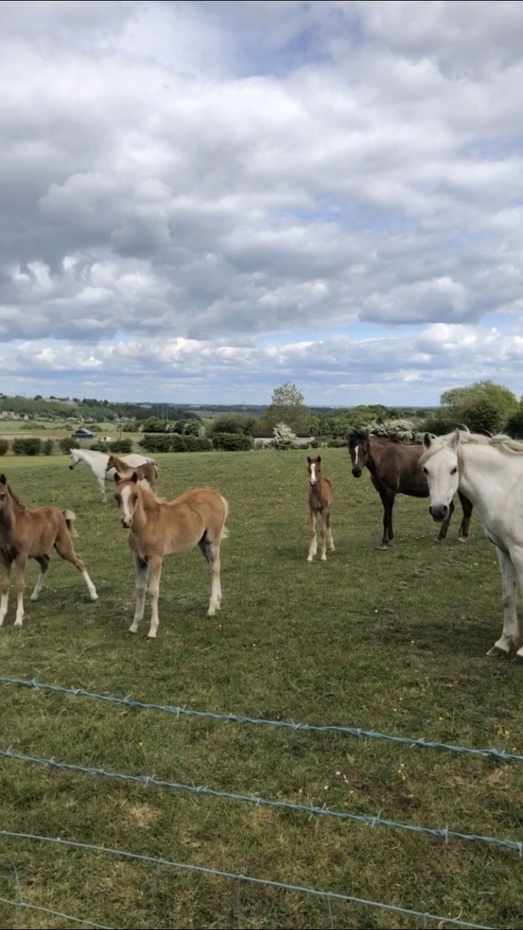 MY EIGHTH WEEK IN LOCKDOWN - CORONAVIRUS CRISIS