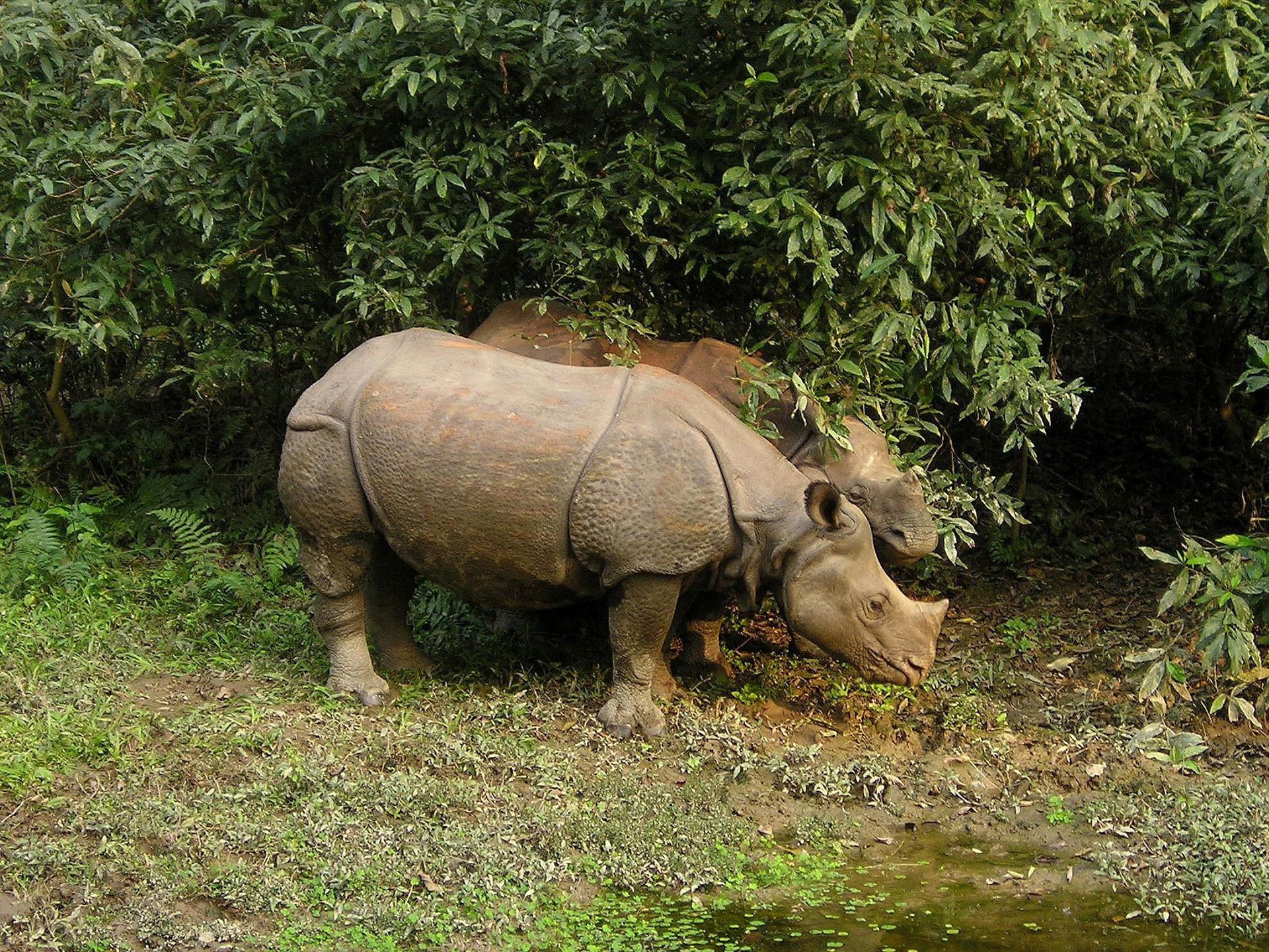 Kathmandu Chitwan Tour