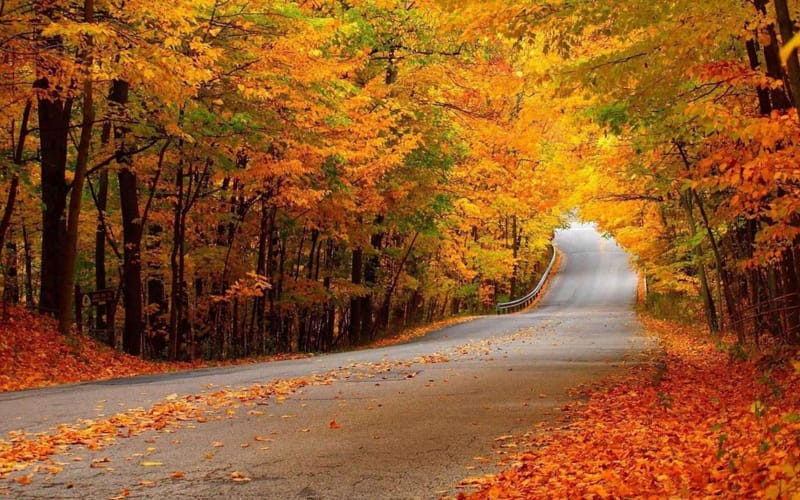 Alangdareh Forest Park