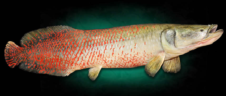 Arapaima replica's