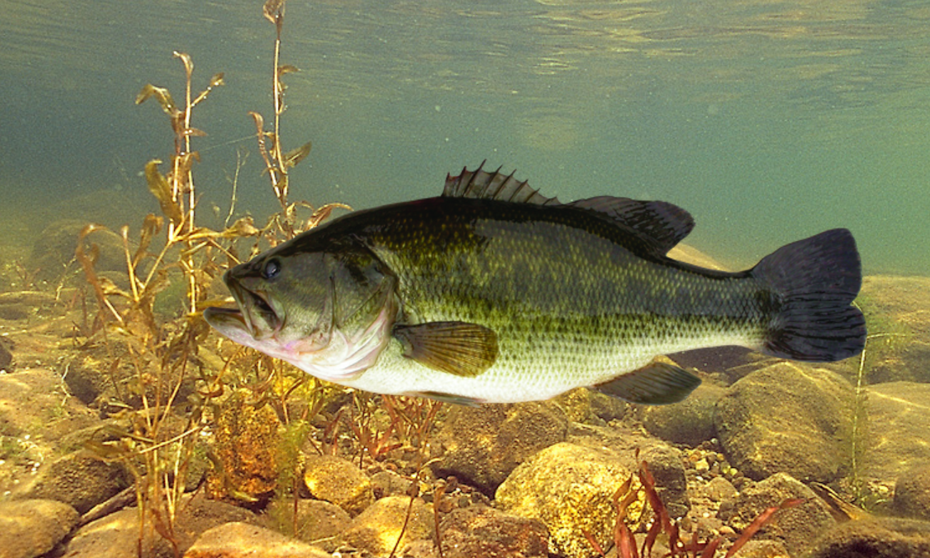 Largemouth Bass