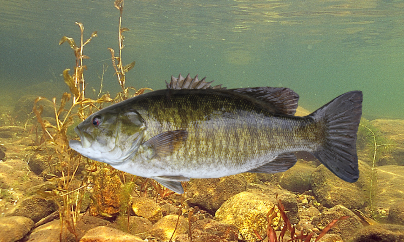 Smallmouth Bass