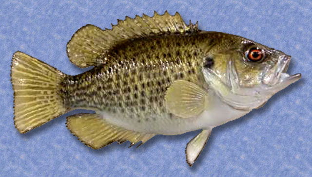 Rock Bass