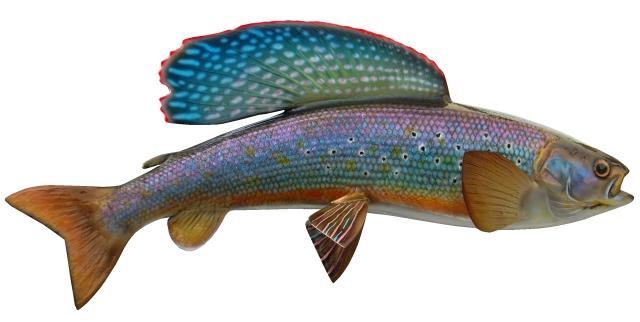 Arctic Grayling Mount