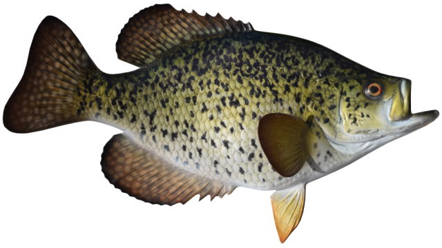 Crappie Mounts