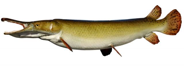 Alligator Gar Mounts