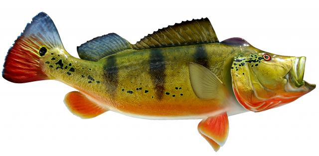 Peacock Bass