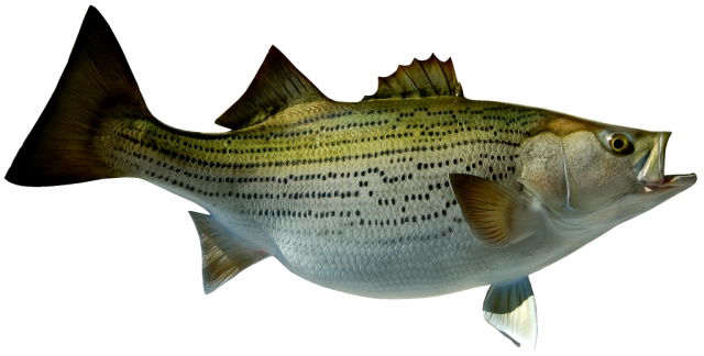 Sunshine Bass